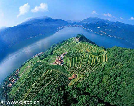 131 - Vignoble de Morcot - Tessin - Suisse
