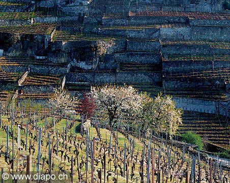 138 - Rivaz - printemps