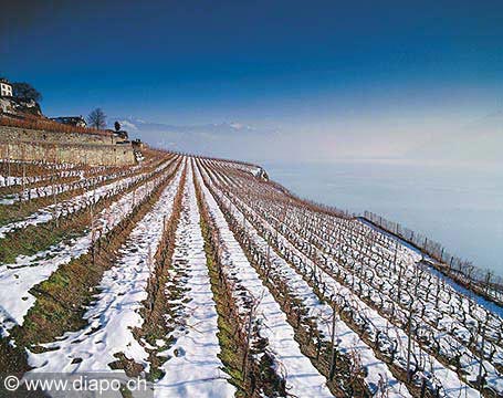 143 - Vignoble sous Chexbres sous la neige