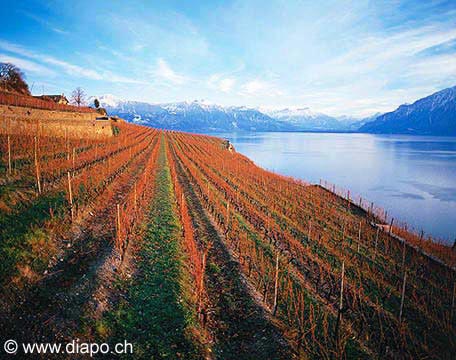 144 - Vignoble sous Chexbres en hiver