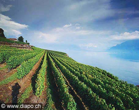 145 - Vignoble sous Chexbres en t