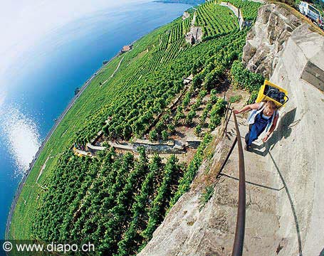 146 - Brantard sur le Dzaley