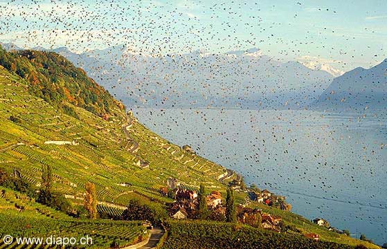 164 - Vole dtourneaux