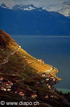 166 - rai de lumire sur Lavaux en hiver