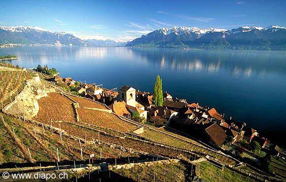 179 - St-Saphorin au printemps