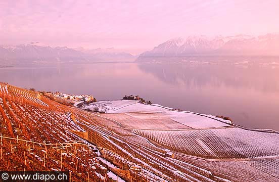 503 - Rivaz et le lac Lman