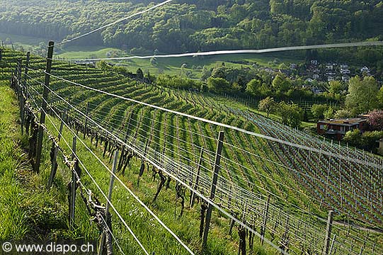 804 - Vignoble de Baden