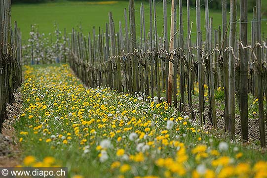 805 - Vignoble  Ottoberg