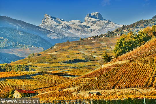 10350 - Photo: Suisse, vignoble du Valais, entre Sensine et Chandolin, switzerland, swiss wines - wein, schweiz