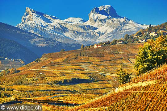 10351 - Photo: Suisse, vignoble du Valais, entre Sensine et Chandolin, switzerland, swiss wines - wein, schweiz
