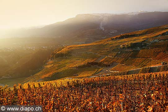 10352 - Photo: Suisse, vignoble du Valais, switzerland, swiss wines - wein, schweiz