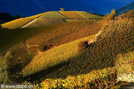 10353 - Photo: Suisse, vignoble du Valais, Sierre, switzerland, swiss wines - wein, schweiz