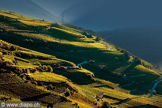 10354 - Photo: Suisse, vignoble du Valais, Sierre, Salquenen, switzerland, swiss wines - wein, schweiz