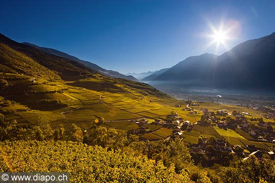 10355 - Photo: Suisse, vignoble du Valais, Sierre, Salquenen, , switzerland, swiss wines - wein, schweiz