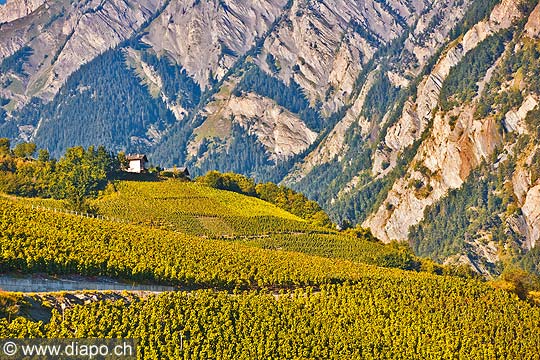 10359 - Photo: Suisse, vignoble du Valais, switzerland, swiss wines - wein, schweiz