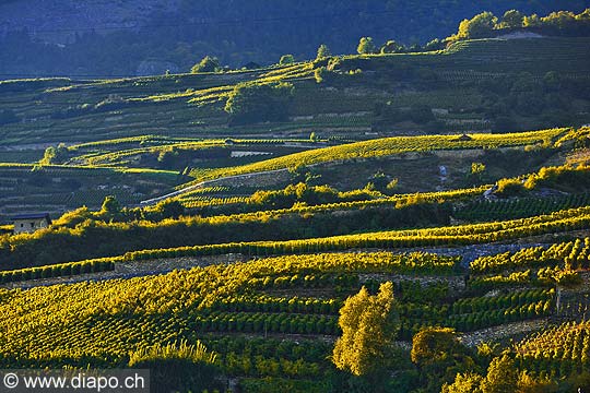 10361 - Photo: Suisse, vignoble du Valais, switzerland, swiss wines - wein, schweiz