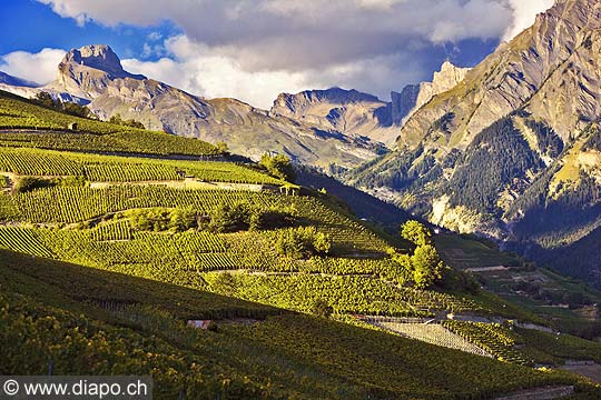 10363 - Photo: Suisse, vignoble du Valais, switzerland, swiss wines - wein, schweiz