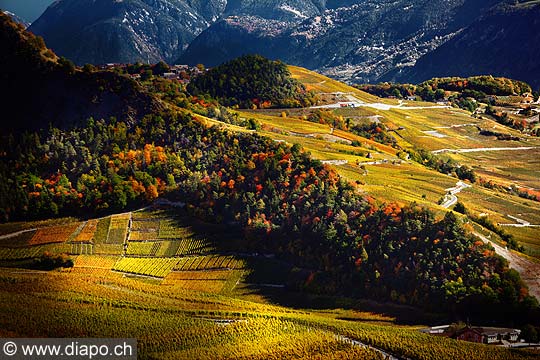10370 - Photo: Suisse, vignoble du Valais, switzerland, swiss wines - wein, schweiz