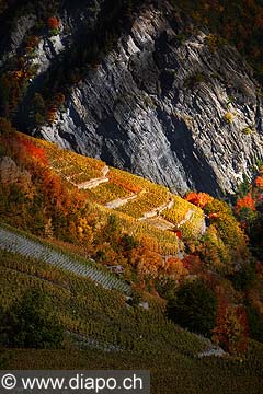 10371 - Photo: Suisse, vignoble du Valais, switzerland, swiss wines - wein, schweiz