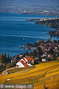 10394 - Photo : Suisse, canton de Vaud, Montagny, vignoble de Lavaux en terrasses en direction de Lausanne et le Lac Lman