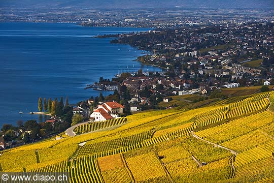 10395 - Photo : Suisse, canton de Vaud, Montagny, vignoble de Lavaux en terrasses en direction de Lausanne et le Lac Lman