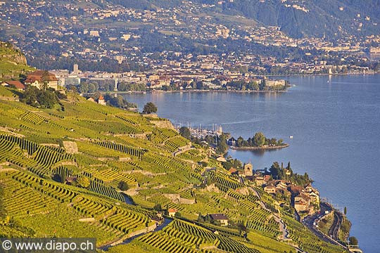 10396 - Photo : Suisse, canton de Vaud, Montagny, vignoble de Lavaux en terrasses en direction de Vevey et le Lac Lman