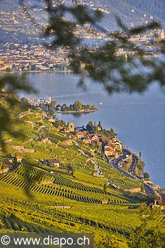 10397 - Photo : Suisse, canton de Vaud, Montagny, vignoble de Lavaux en terrasses en direction de Vevey et le Lac Lman