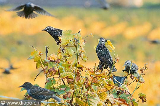 10398 - Photo: Etourneaux