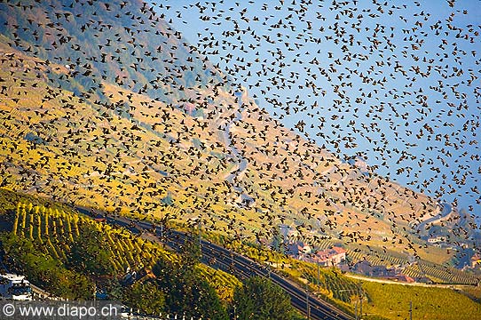 10399 - Photo :Vol d'tourneaux, Suisse, canton de Vaud, vignoble de Lavaux