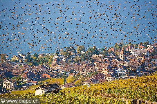 10401 - Photo :Vol d'tourneaux sur Cully, Suisse, canton de Vaud, vignoble de Lavaux