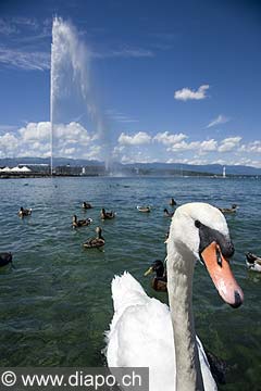 10402 - Photo : Suisse - ville de Genve - jet d'eau - lac Lman - Geneva, , switzerland