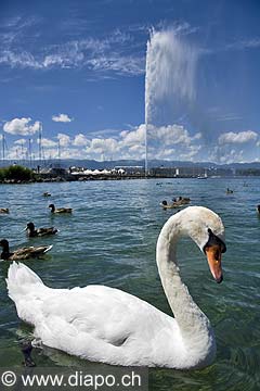 10403 - Photo : Suisse - ville de Genve - jet d'eau - lac Lman - Geneva, , switzerland