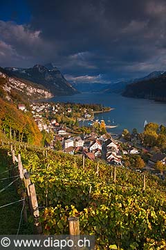 10416 - Photo - Suisse almanique, vignoble prs de Weesen dans le canton de Saint-Gall et le lac de Walensee