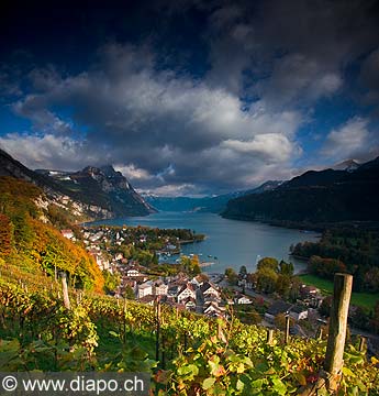 10417 - Photo - Suisse almanique, vignoble prs de Weesen dans le canton de Saint-Gall et le lac de Walensee