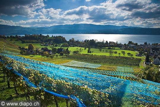 10418 - Photo - Suisse almanique, vignoble prs de Stfa - canton d'Uri et lac de Zurich