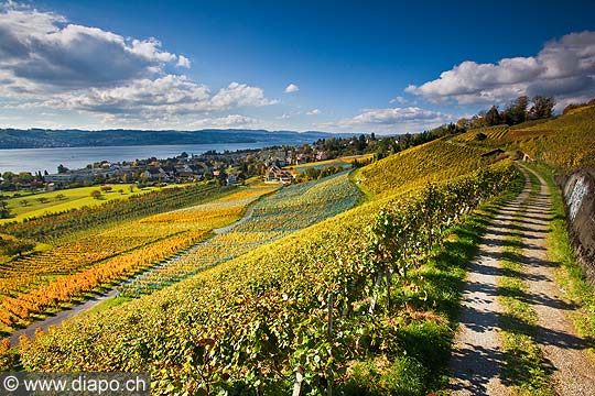 10420 - Photo - Suisse almanique, vignoble prs de Stfa - canton d'Uri et lac de Zurich
