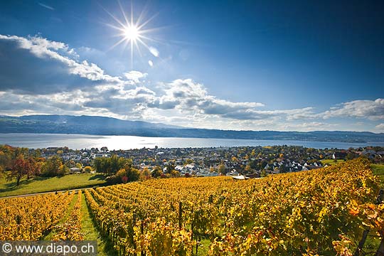 10421 - Photo - Suisse almanique, vignoble prs de Stfa - canton d'Uri et lac de Zurich