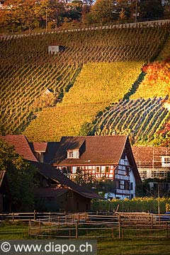 10422 - Photo - Suisse almanique, vignoble prs de Stfa - canton d'Uri