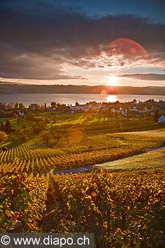 10423 - Photo - Suisse almanique, vignoble prs de Stfa - canton d'Uri et lac de Zurich