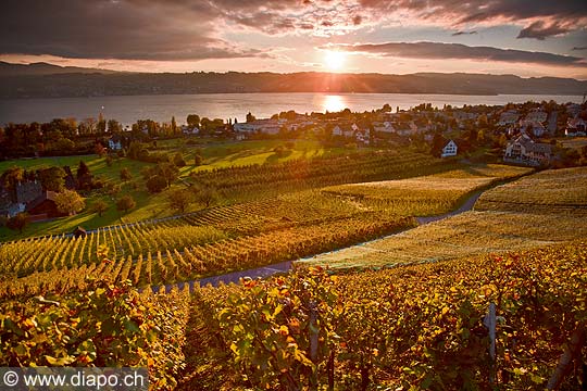 10424 - Photo - Suisse almanique, vignoble prs de Stfa - canton d'Uri et lac de Zurich