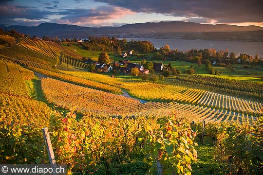 10425 - Photo - Suisse almanique, vignoble prs de Stfa - canton d'Uri et lac de Zurich