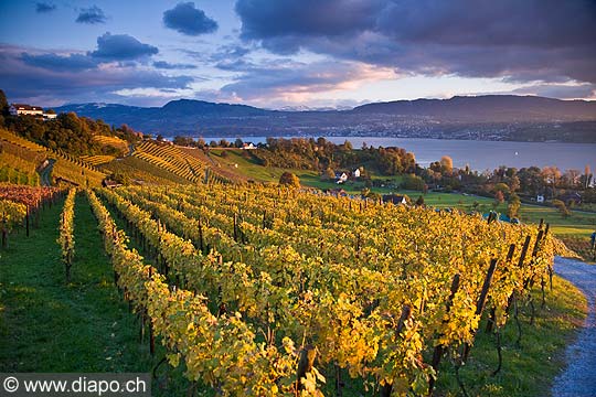 10426 - Photo - Suisse almanique, vignoble prs de Stfa - canton d'Uri et lac de Zurich