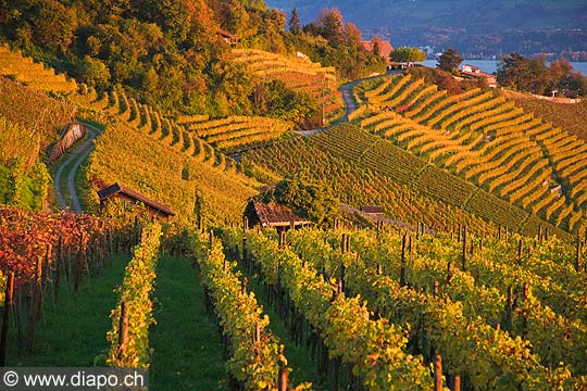 10427 - Photo - Suisse almanique, vignoble prs de Stfa - canton d'Uri et lac de Zurich