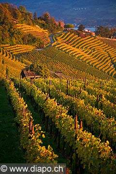 10428 - Photo - Suisse almanique, vignoble prs de Stfa - canton d'Uri et lac de Zurich