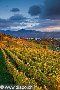 10429 - Photo - Suisse almanique, vignoble prs de Stfa - canton d'Uri et lac de Zurich