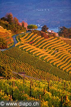 10430 - Photo - Suisse almanique, vignoble prs de Stfa - canton d'Uri et lac de Zurich