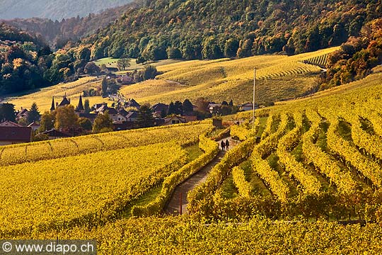 10432 - Photo : vignoble du Landeron dans le canton de Neuchtel