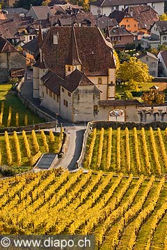 10434 - Photo : vignoble du Landeron dans le canton de Neuchtel - Chteau de Cressier