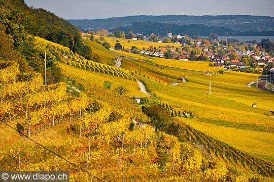 10435 - Photo : vignoble du Landeron dans le canton de Neuchtel