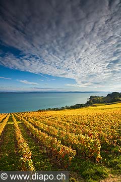 10443 - Photo : le vignoble de Cortaillod dans le canton de Neuchtel et son lac
